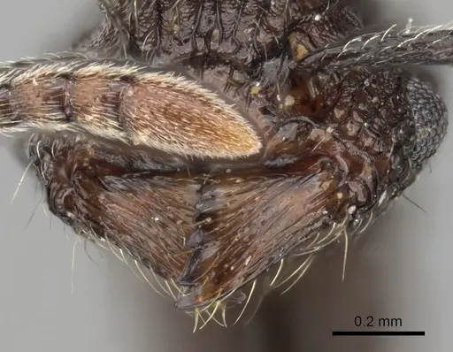 Tetramorium guineense specimen CASENT0175470 image casent0175470_3