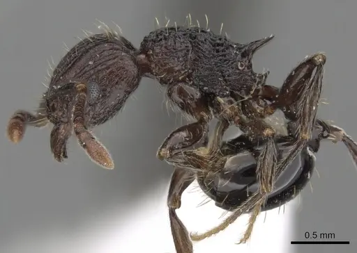Tetramorium guineense specimen CASENT0175470 image casent0175470_4