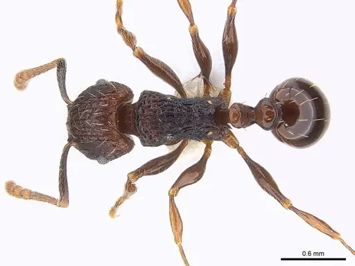 Tetramorium guineense specimen CASENT0217061 image casent0217061_1