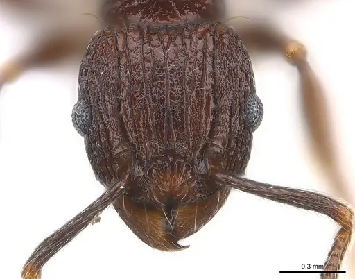 Tetramorium guineense specimen CASENT0217061 image casent0217061_2