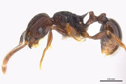 Tetramorium guineense specimen CASENT0217061 image casent0217061_3
