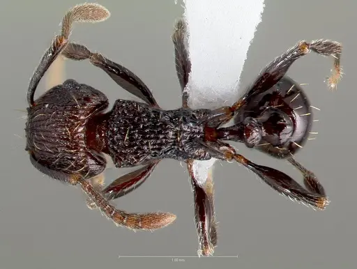 Tetramorium guineense specimen CASENT0405831 image casent0405831_1