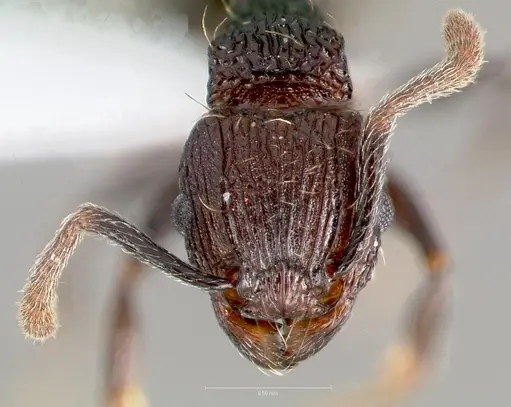 Tetramorium guineense specimen CASENT0405831 image casent0405831_2