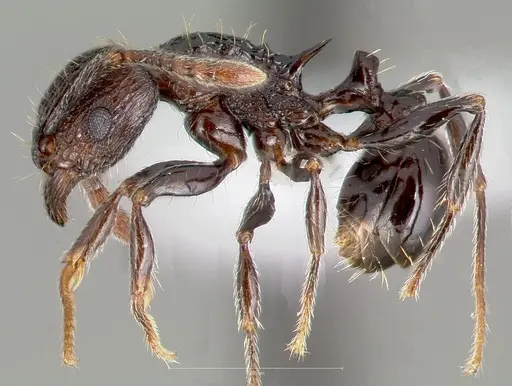 Tetramorium guineense specimen CASENT0405831 image casent0405831_3
