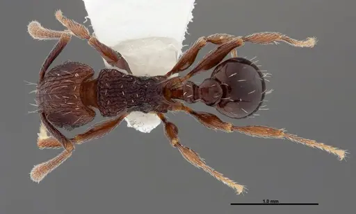 Tetramorium guineense specimen FMNHINS0000047319 image fmnhins0000047319_1