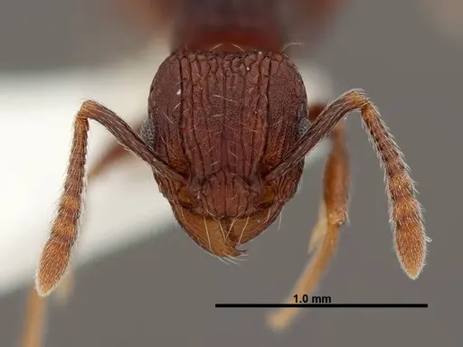 Tetramorium guineense specimen FMNHINS0000047319 image fmnhins0000047319_2