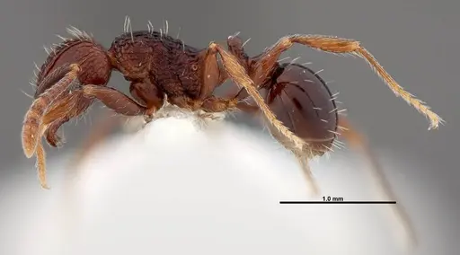 Tetramorium guineense specimen FMNHINS0000047319 image fmnhins0000047319_3