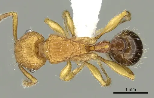 Tetramorium hecate specimen CASENT0235154 image casent0235154_1