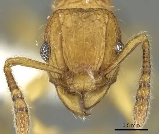 Tetramorium hecate specimen CASENT0235154 image casent0235154_2