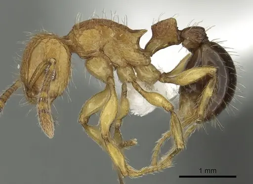 Tetramorium hecate specimen CASENT0235154 image casent0235154_3