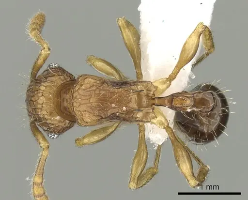 Tetramorium hecate specimen CASENT0235155 image casent0235155_1