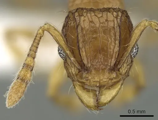 Tetramorium hecate specimen CASENT0235155 image casent0235155_2