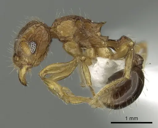 Tetramorium hecate specimen CASENT0235155 image casent0235155_3
