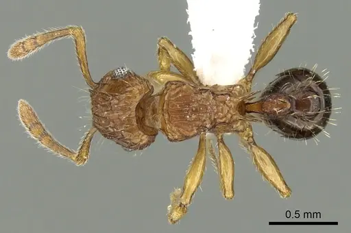 Tetramorium hecate specimen CASENT0235156 image casent0235156_1