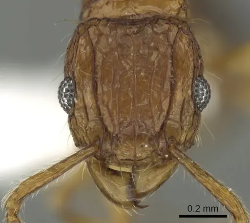 Tetramorium hecate specimen CASENT0235156 image casent0235156_2