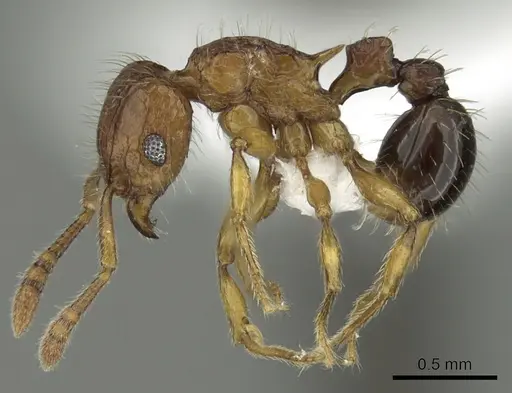 Tetramorium hecate specimen CASENT0235156 image casent0235156_3
