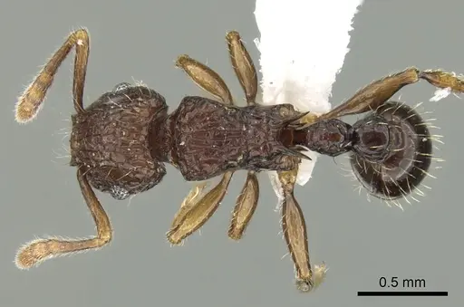 Tetramorium hecate specimen CASENT0235157 image casent0235157_1