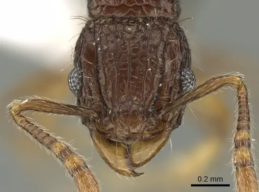 Tetramorium hecate specimen CASENT0235157 image casent0235157_2