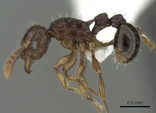 Tetramorium hecate specimen CASENT0235157 image casent0235157_3