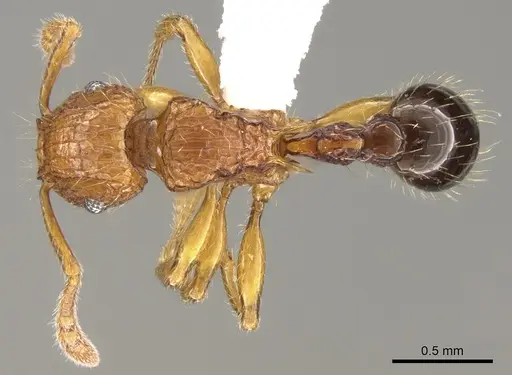 Tetramorium hecate specimen CASENT0248334 image casent0248334_1
