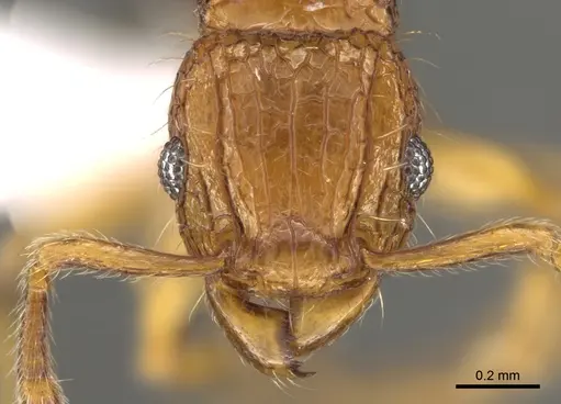Tetramorium hecate specimen CASENT0248334 image casent0248334_2