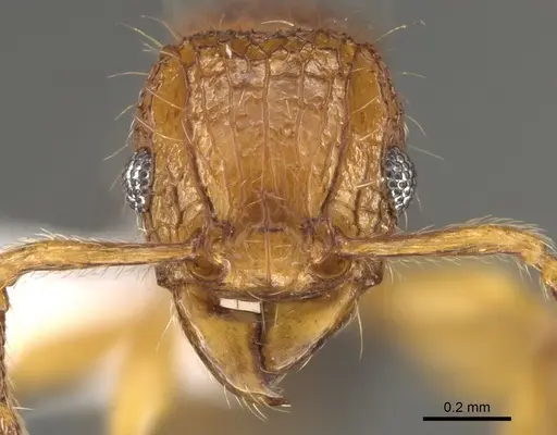 Tetramorium hecate specimen CASENT0248334 image casent0248334_3
