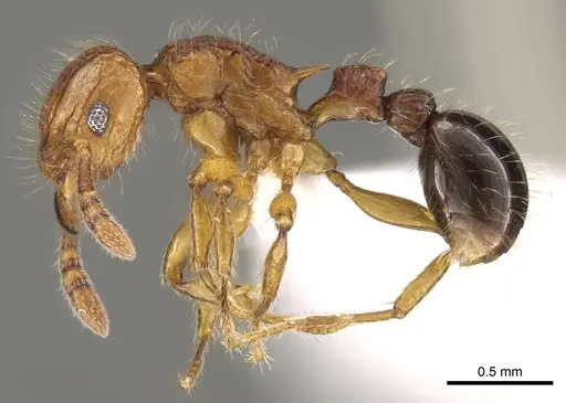 Tetramorium hecate specimen CASENT0248334 image casent0248334_4