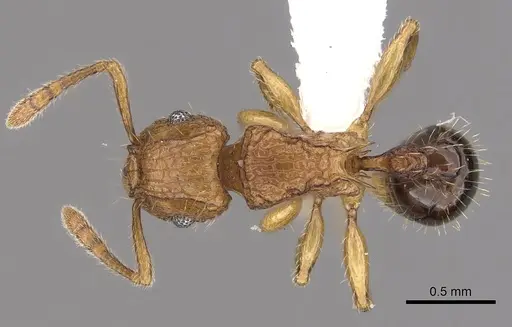 Tetramorium hecate specimen CASENT0316961 image casent0316961_1