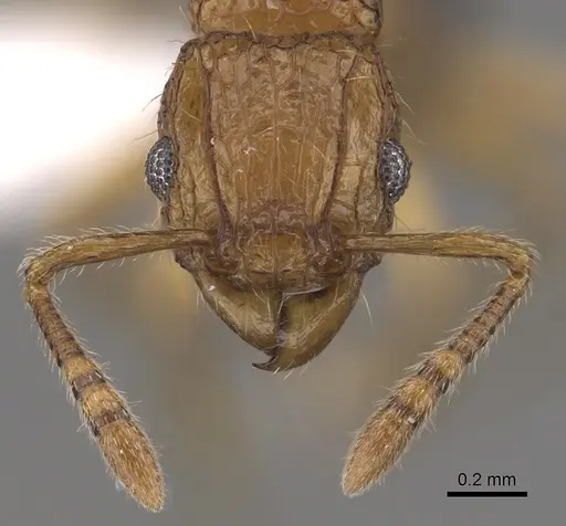 Tetramorium hecate specimen CASENT0316961 image casent0316961_2