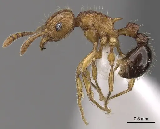 Tetramorium hecate specimen CASENT0316961 image casent0316961_3