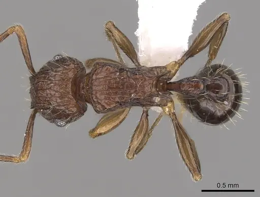 Tetramorium hecate specimen CASENT0316987 image casent0316987_1