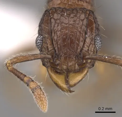 Tetramorium hecate specimen CASENT0316987 image casent0316987_2