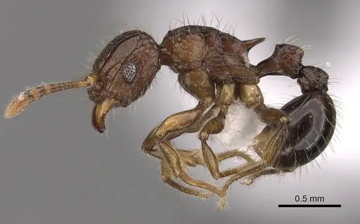 Tetramorium hecate specimen CASENT0316987 image casent0316987_3
