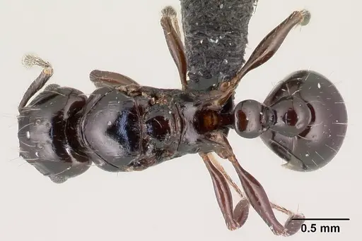 Tetramorium hector specimen CASENT0038400 image casent0038400_1