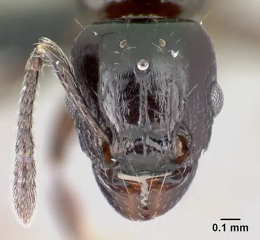 Tetramorium hector specimen CASENT0038400 image casent0038400_2