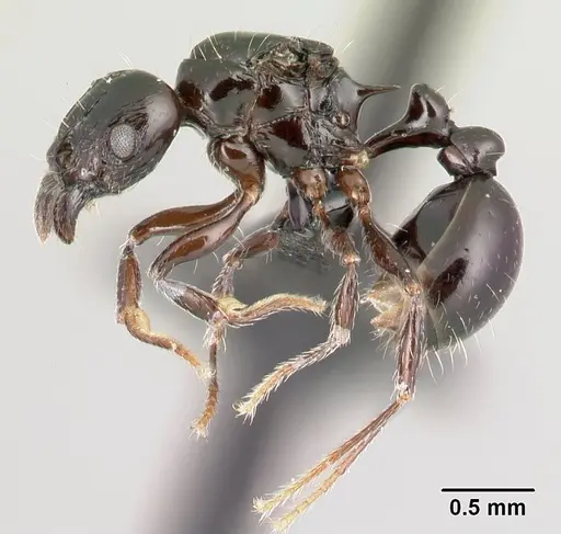 Tetramorium hector specimen CASENT0038400 image casent0038400_3