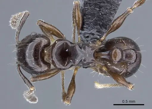 Tetramorium hector specimen CASENT0038428 image casent0038428_1