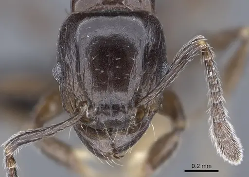 Tetramorium hector specimen CASENT0038428 image casent0038428_2