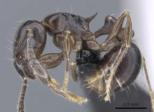 Tetramorium hector specimen CASENT0038428 image casent0038428_3