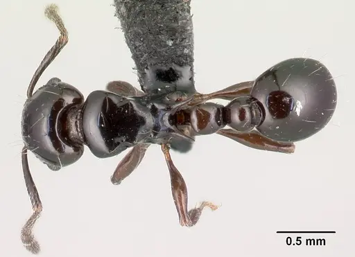 Tetramorium hector specimen CASENT0038460 image casent0038460_1