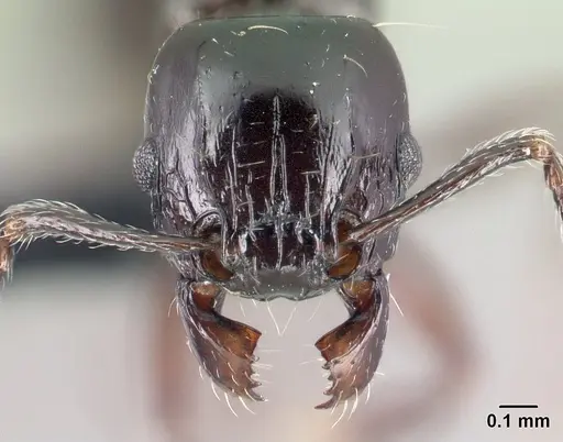 Tetramorium hector specimen CASENT0038460 image casent0038460_2