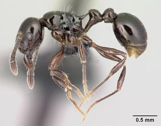 Tetramorium hector specimen CASENT0038460 image casent0038460_3