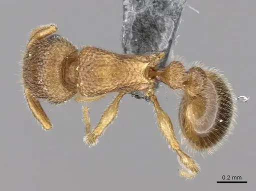 Tetramorium hirsutum specimen CASENT0264215 image casent0264215_1