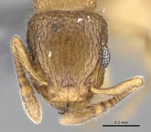 Tetramorium hirsutum specimen CASENT0264215 image casent0264215_2