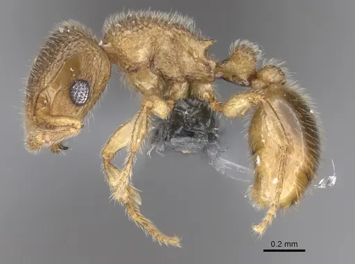 Tetramorium hirsutum specimen CASENT0264215 image casent0264215_3