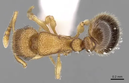 Tetramorium hirsutum specimen CASENT0280976 image casent0280976_1