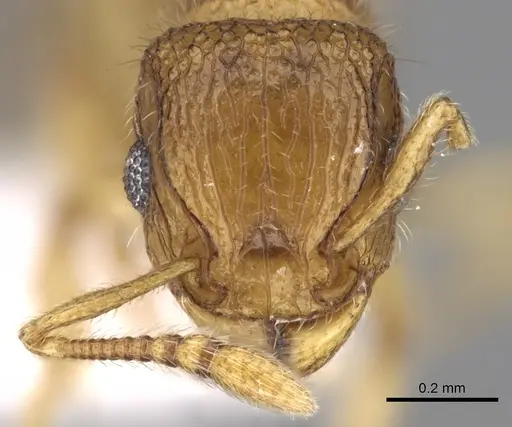 Tetramorium hirsutum specimen CASENT0280976 image casent0280976_2