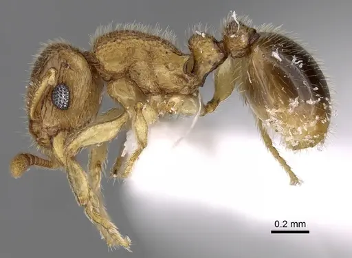 Tetramorium hirsutum specimen CASENT0280976 image casent0280976_3