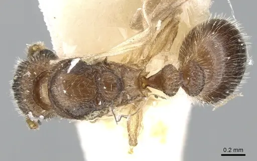 Tetramorium hirsutum specimen CASENT0906350 image casent0906350_1