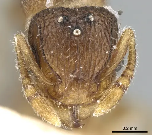 Tetramorium hirsutum specimen CASENT0906350 image casent0906350_2